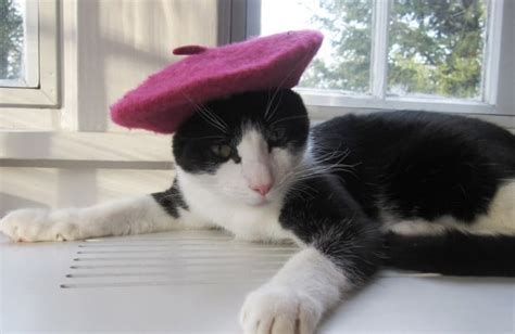 An Adorable Gallery Of Cats Wearing Hats