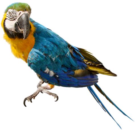 Parrot Png Image Transparent Image Download Size 600x581px
