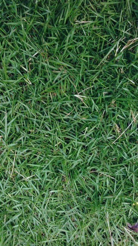Ya, di daerah tempat tinggal saya, rumput jenis isi umumnya disebut dengan nama suket grinting. 7 Jenis Rumput Bagus Untuk Taman Lanskap (Landscape) - TUKANG TAMAN SURABAYA