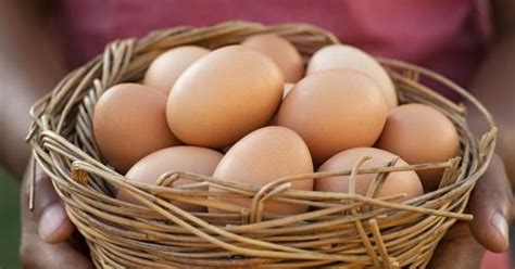 Organic Egg Production English Monthly Magazine