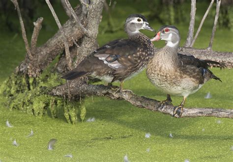 Wood Ducks In Molt Wildlife In Nature