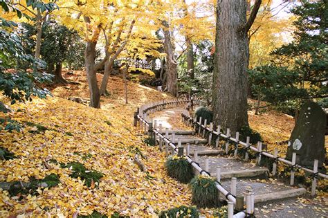 Wallpaper Japan Foliage Kenrokuen Garden Kanazawa Trail Autumn