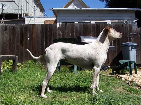 Alabama Coonhound Pit Bull Mix2 2 Years Old Dspaz12 Flickr