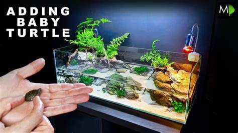 Adding A Baby Turtle To New Habitat Md Fish Tanks Youtube