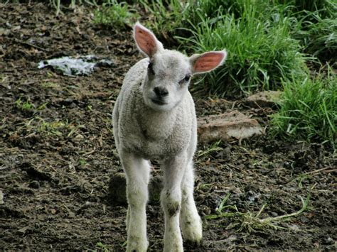 Curious Lamb Hanging Out By The Church Vicki Devine Flickr