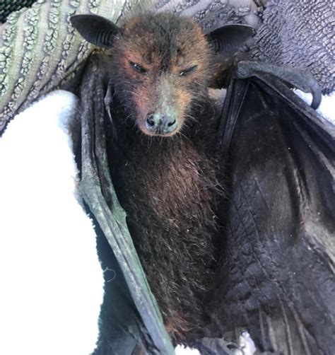 Warning Not To Touch Queensland Bats Starving To Death In The Wild