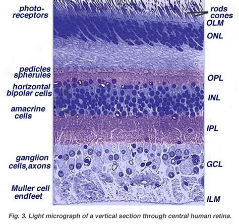 Simple Histology Of The Retina Faculty Of Medicine