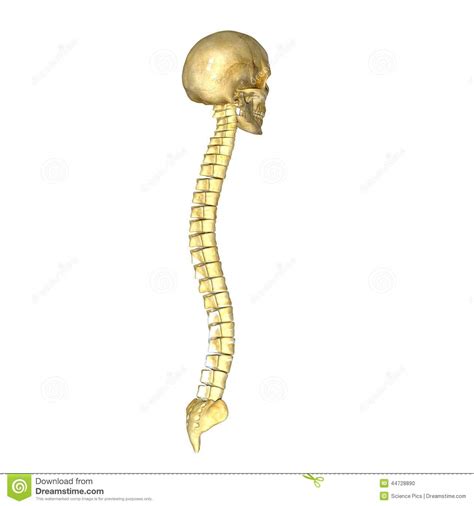 Common problems & solutions *. Skull With Backbone Stock Illustration - Image: 44728890