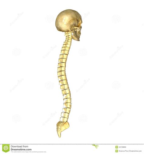 Bones in human body provide basic structural shape and support. Skull with backbone stock illustration. Illustration of ...