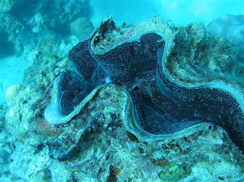Giant Clam Factbook Pictures Pictures Australia In Global Geography