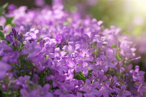 Purple Flowers In Meadow Beautiful Nature Selective Focus On Flower