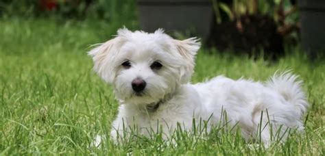 14 Small White Curly Haired Dog Breeds With Pictures