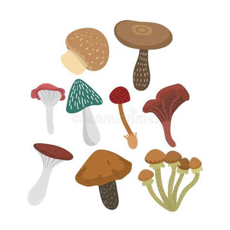 Mushrooms Vector Illustration Set Stock Vector Illustration Of