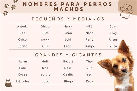 Nombres De Perros Machos ¡de Lo Más Originales Arsveterinaria