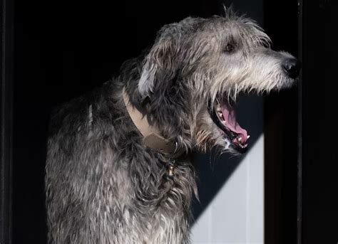 Are Dog Supplements Good For My Irish Wolfhound Big And Irish