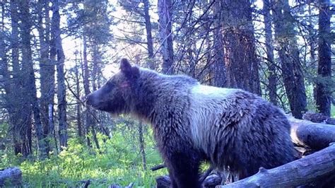 Big Island Park Idaho Grizzly Bear Boar Trail Camera June 4 2012