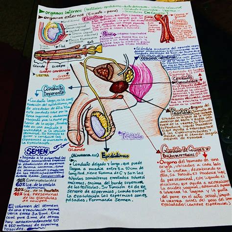 Pin De Giovanna Silva En Motiva O Para Estudar Anatomia Y Fisiologia Humana Anatom A M Dica