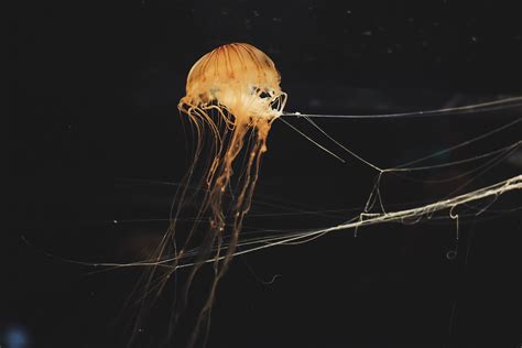 Are Jellyfish Dangerous American Oceans