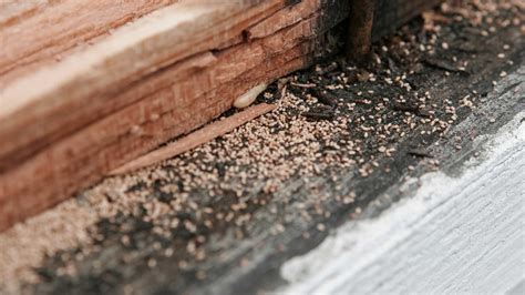 What Are The Signs Of A Pest Infestation A Guide To Determining The