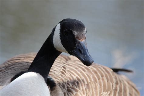 The canada goose (branta canadensis) is a large wild goose with a black head and neck, white cheeks, white under its chin, and a brown body. Canada's 150th Birthday: Fascinating Facts | Beyond the ...