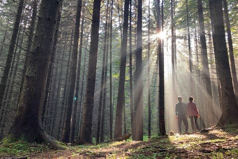 Forest Bathing What It Is And Benefits