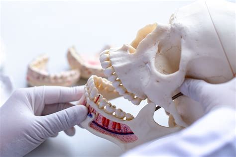 Oral And Maxillofacial Surgery Royal Australasian College Of Dental