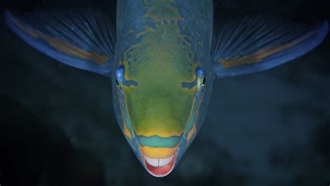 How To Catch Parrotfish While Protecting Coral Reefs Unianimal