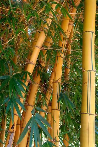Plants Bamboo River Africa Plantas Nile Tipos