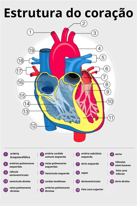 Anatomia Do Coração Desenho