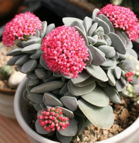 Crassula Morgans Beauty Succulents Planting Succulents Cacti