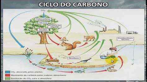 Ciclo Do Carbono Mp4 Youtube