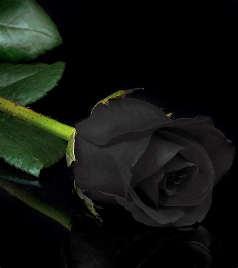 Aggregate More Than 63 Beautiful Black Rose Wallpaper Hd Latest In