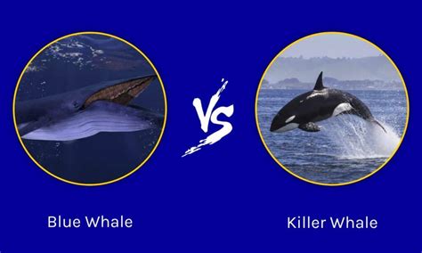 Blue Whale Vs Killer Whale What Are The Differences A Z Animals