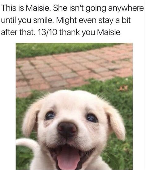 50 Cute And Funny Dog Memes Thatll Get Your Tail Wagging
