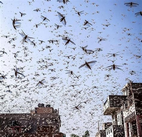 Swarms Of Locust Attack Rajasthan Maharashtra Mp And Up How These