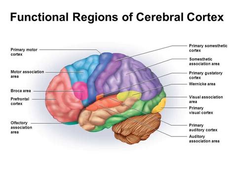Physiology Of The Cerebral Cortex Wernicke S Area Broca S Area