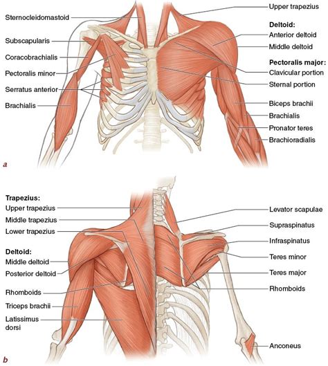 The Shoulder Muscles Part Diagram Quizlet