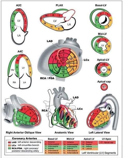 The Diagram Shows Different Types Of Heart Valves