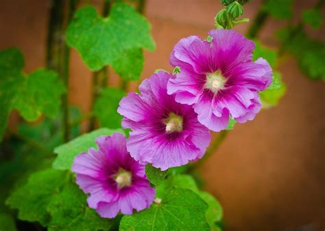 I have heard that typically they produce large footage and develop root systems their first year but i am concerned about how much foliage i have. Hollyhock Plant Care - How To Grow Hollyhocks