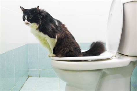 how to train your cat to use the toilet and flush