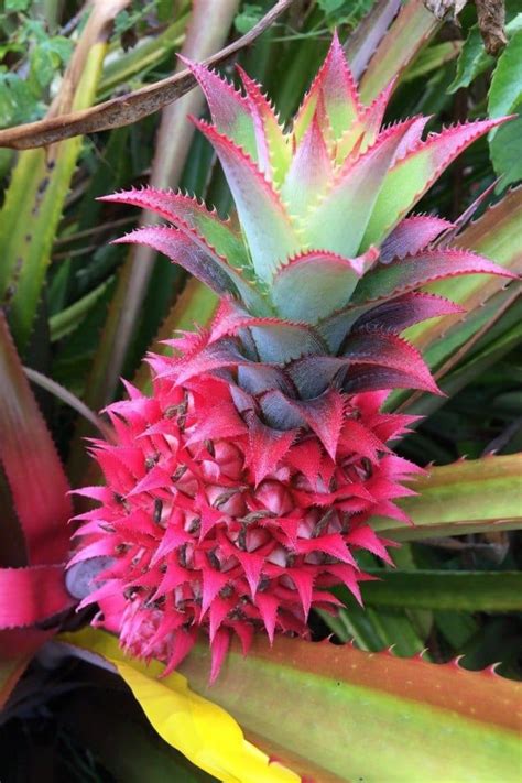 Pink Pineapples Not Only Look Cool Theyre Genetically Sweeter Too