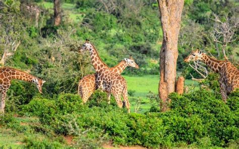 Top 15 Amazing Places To Visit In Kenya Denhum Holidays African Safari Tour Cool Places To