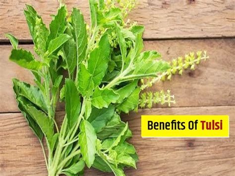 Tulsi Or Holy Basil Has Phenomenal Benefits Know What They Are And