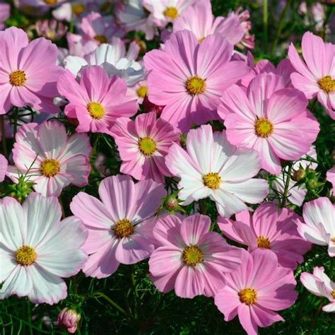 Cosmos Seeds For Sale 36 Varieties Annual Flower Seeds Annual