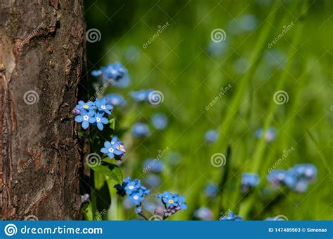 Myosotis Beautiful Blue Forest Flower In Spring Bloosom Stock Image