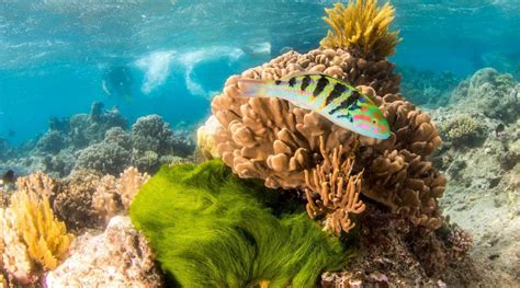 Great Barrier Reef Budget Cruise Cheapest In Cairns