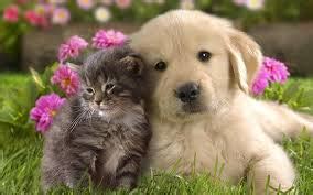 Lo que todos ellos tienen en común es que son. Juego de perros y gatos