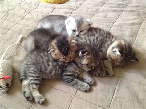 A Pile Of Sleeping Fold Kittens Kittens Cutest Cats And Kittens Cute