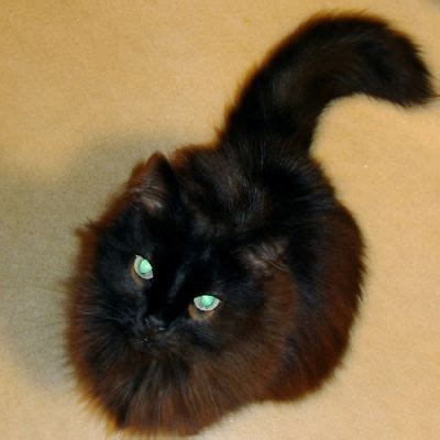 Chantilly / Tiffany Cats | Cats and kittens, Chantilly cat