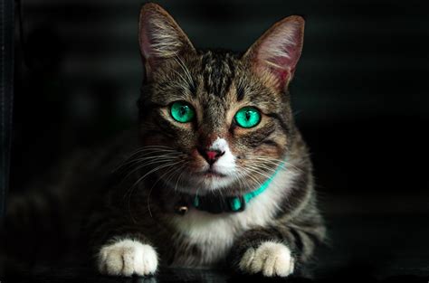 Beautiful Brown Cat With Green Eyes 4k Rwallpaperspro